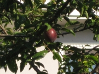 IMG_0662.JPG