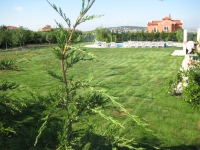 Koru